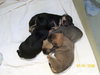 Mia Puppy