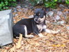 Mia Puppy
