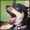 Mia Puppy