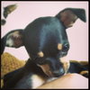 Mia Puppy