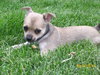 Martha Puppy