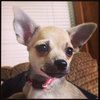 Martha Puppy