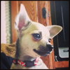 Martha Puppy