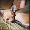 Martha Puppy