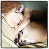 Martha Puppy