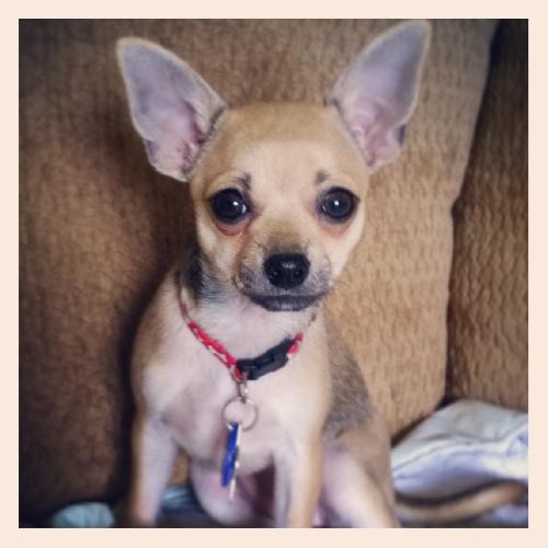 Martha Puppy