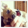 Marsha Puppy