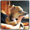 Marsha Puppy