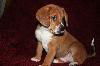 Giselle puppy