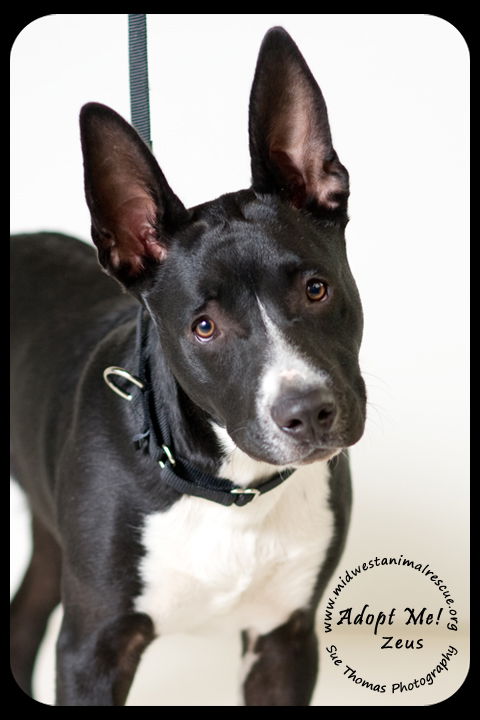 Zeus