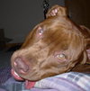 Dollie