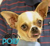 Polly