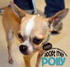 Polly