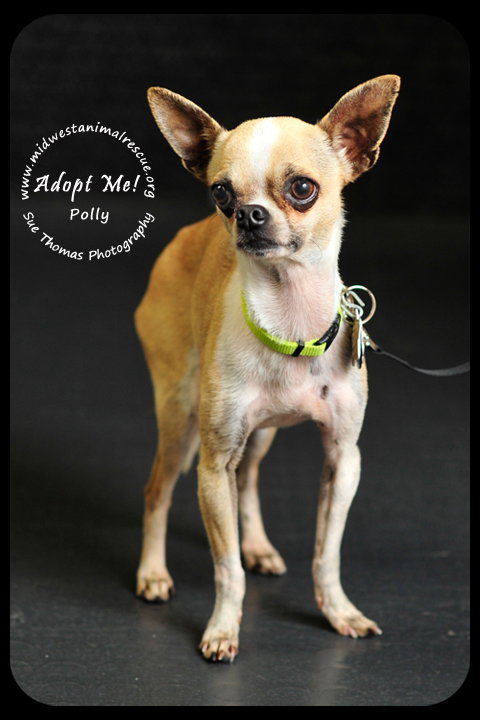 Polly