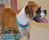 Chica