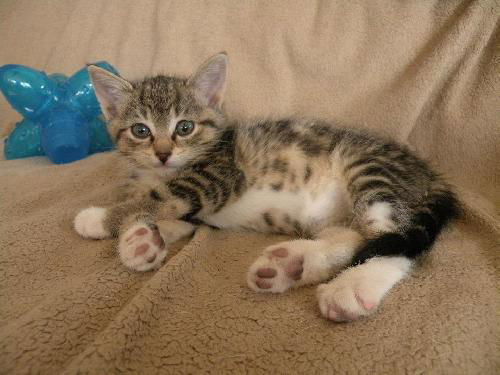 Callie