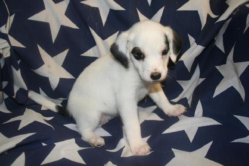 Shiner Puppy