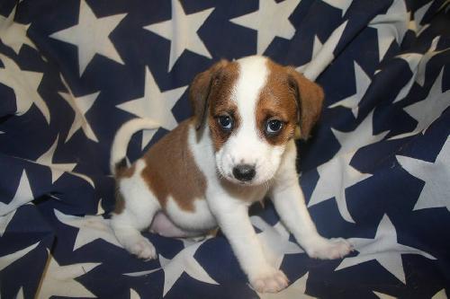 Shimmer Puppy