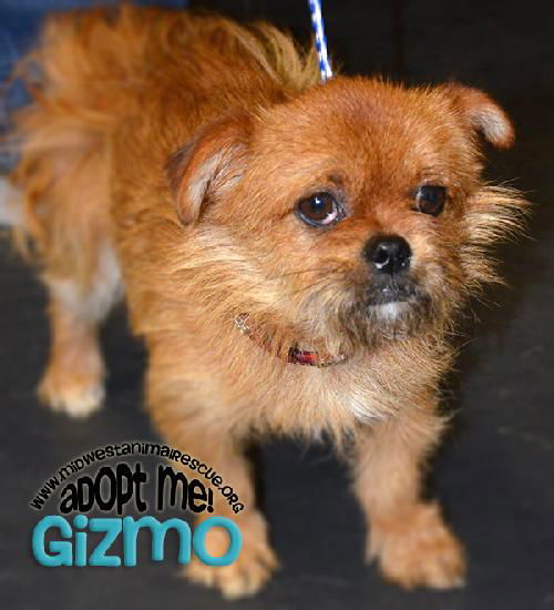 Gizmo