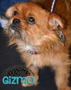 Gizmo