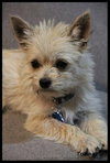 Trista -Puppy