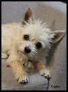 Trista -Puppy
