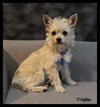 Trista -Puppy