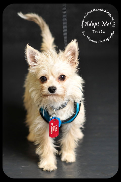 Trista -Puppy