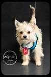 Trista -Puppy