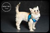 Trista -Puppy
