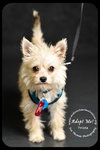 Trista -Puppy