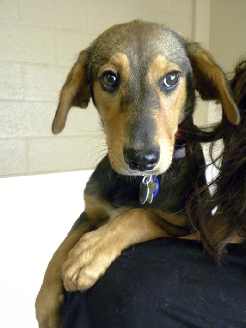 Kesha Puppy