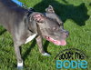 Bodie