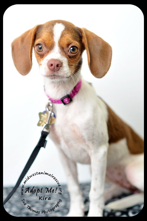 Kira Puppy