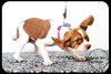 Kira Puppy