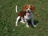 Shiloh puppy