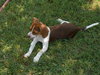 Shiloh puppy