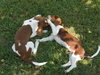 Shiloh puppy