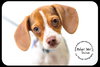 Shiloh puppy
