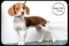 Shiloh puppy