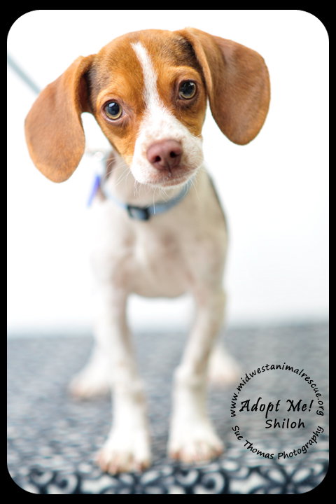 Shiloh puppy