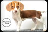 Shiloh puppy