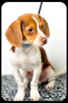 Shiloh puppy