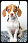 Shiloh puppy