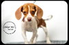 Shiloh puppy