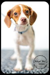 Shiloh puppy