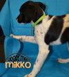 Mikko
