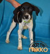 Mikko