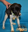 Mikko
