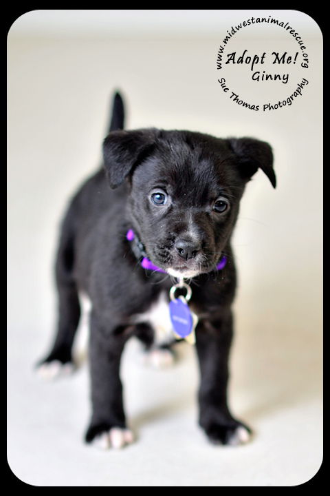 Ginny Puppy